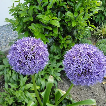 Reiterstuben Διαμέρισμα