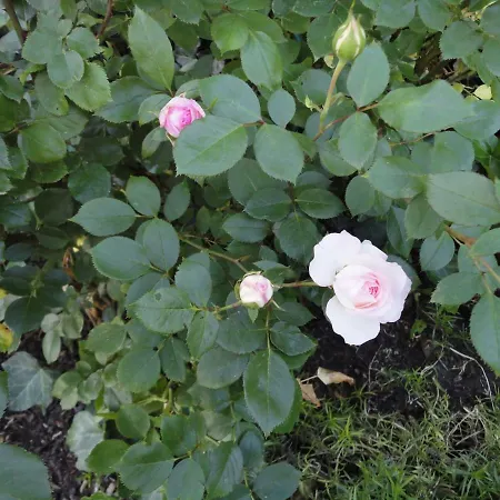 Reiterstuben Apartman *